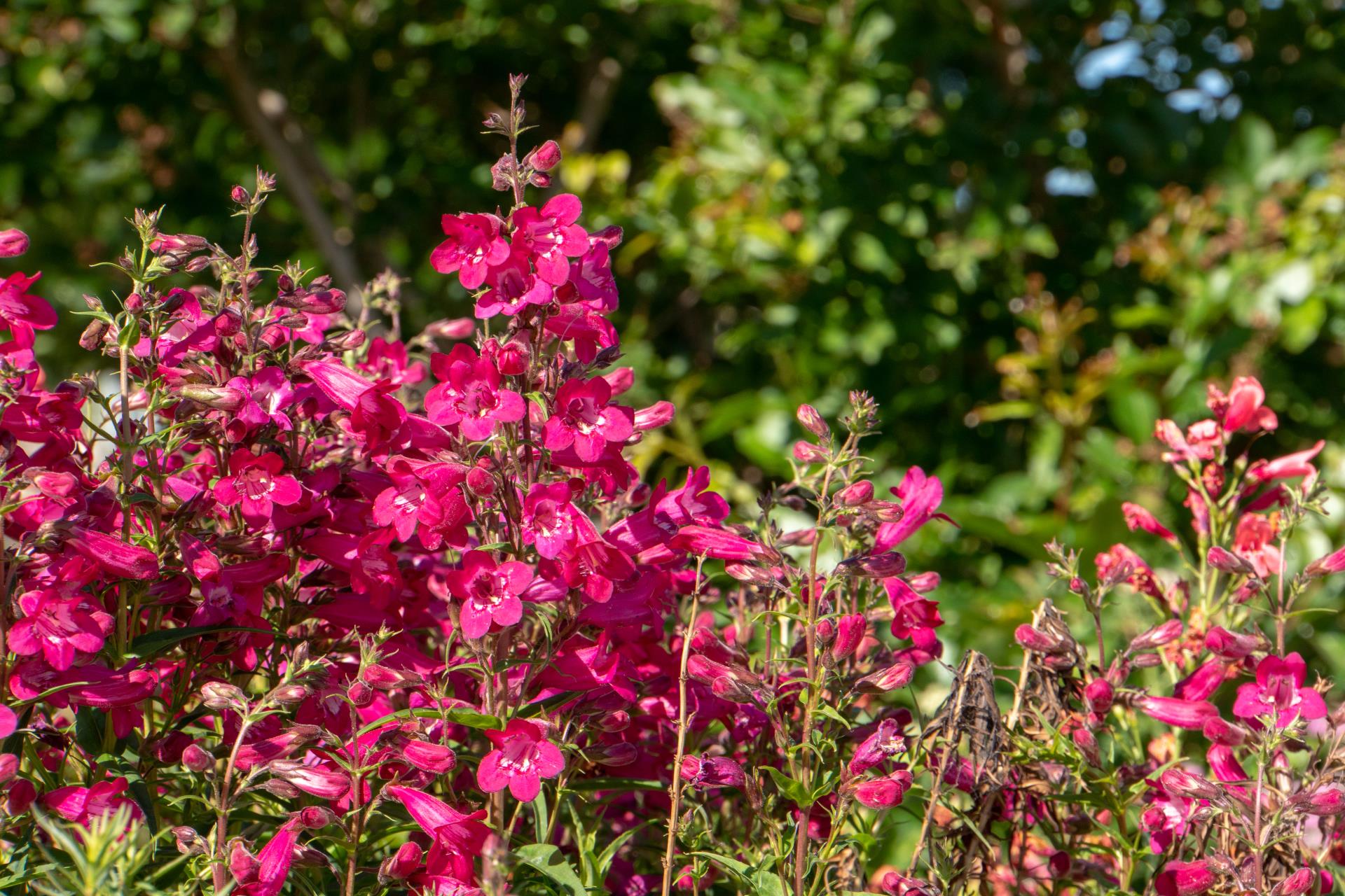 pink sage flowers close up