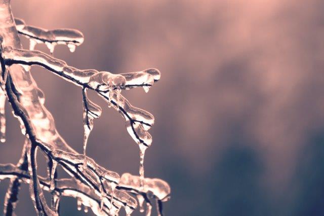 icy branch