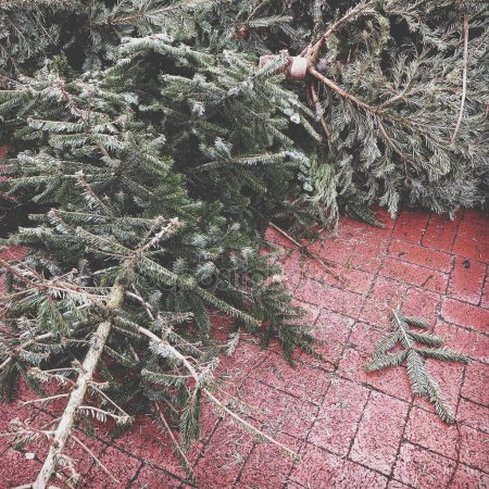 Discarded Christmas Tree