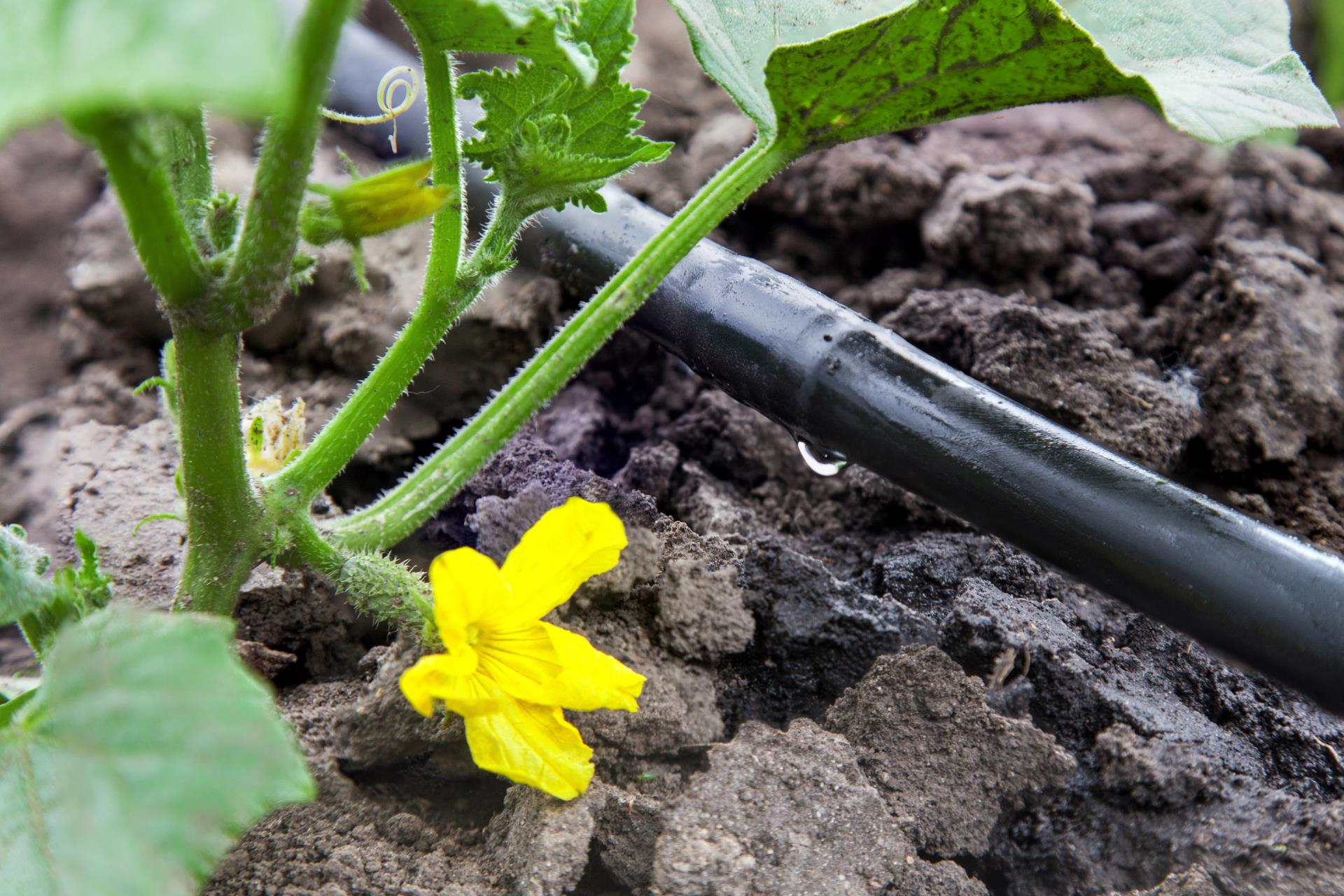 plant being watered by drip irrigation system