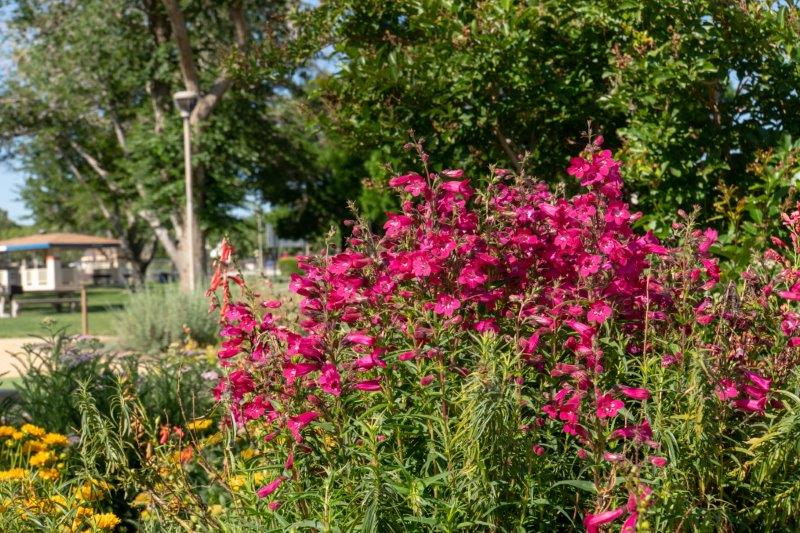 Plant in Water Conservation Demonstration Garden