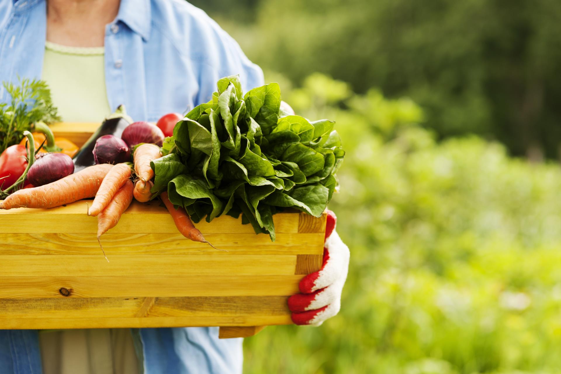 Vegetable Garden